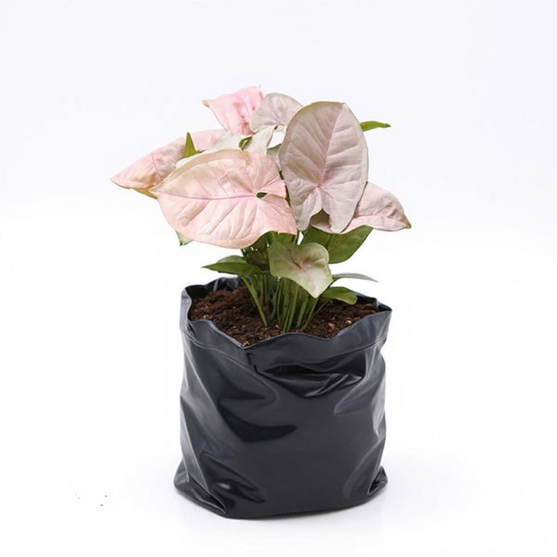 Syngonium silver pearl