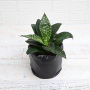 Sansevieria Hahnii Green