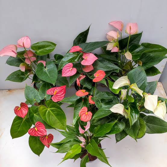 Top 2 Beautiful Anthurium Plant of the Season
