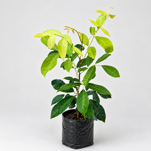 Mahogany Plant - 6" Grow bag