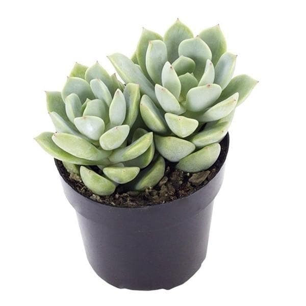Graptoveria opalina - 3" Pot