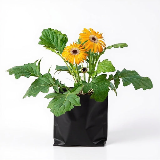 Gerbera Yellow - 6" Grow bag