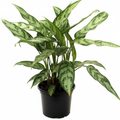 Aglaonema Commutatum Malay Beauty - 6" Pot