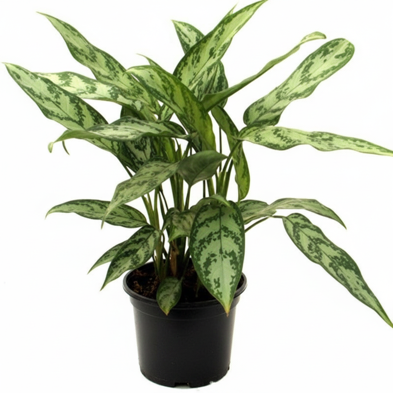 Aglaonema Commutatum Malay Beauty - 6" Pot