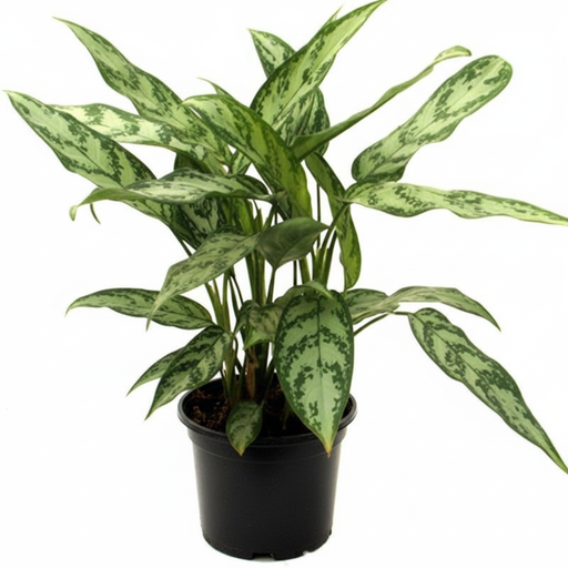 Aglaonema Commutatum Malay Beauty - 6" Pot