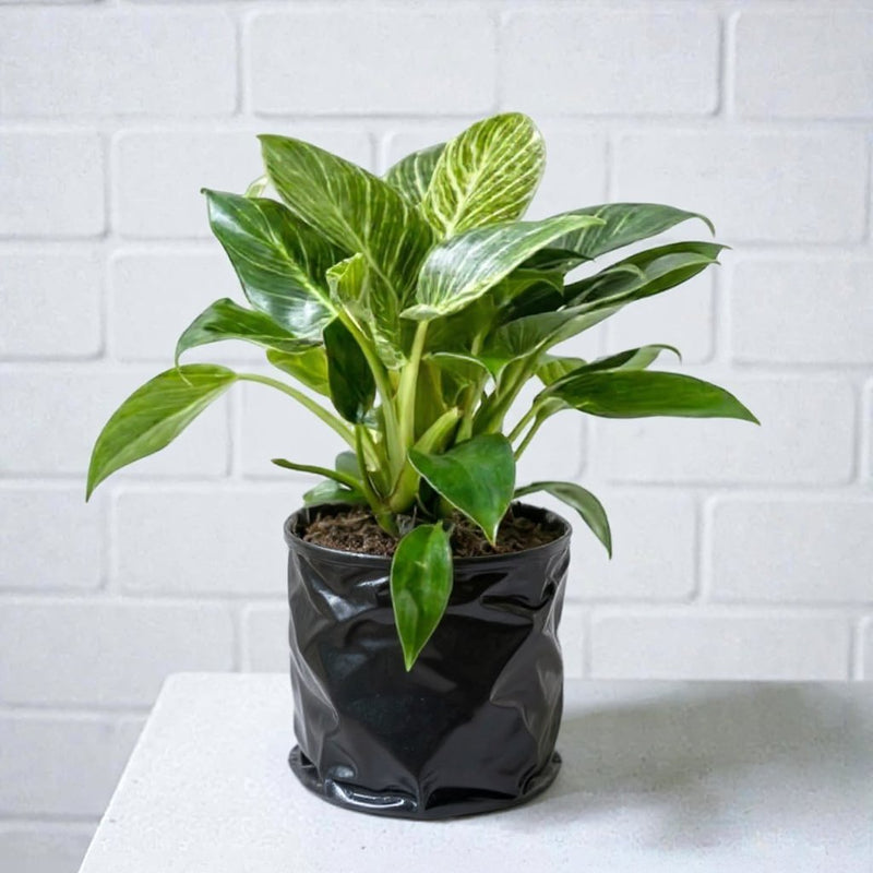 Philodendron Birkin