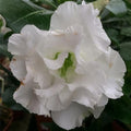 Desert Rose White Double Petal - 6" Pot