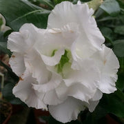 Desert Rose White Double Petal - 6" Pot
