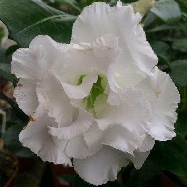 Desert Rose White Double Petal - 6" Pot