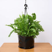Boston Fern Green