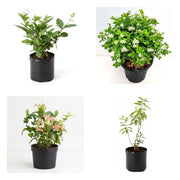 Jasmine Four - Set of 4 Fragrant Jasmine Plants