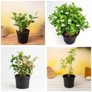 Jasmine Four - Set of 4 Fragrant Jasmine Plants