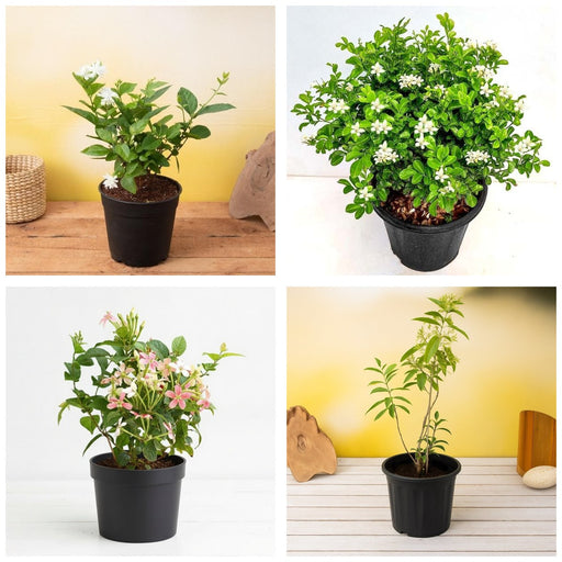 Jasmine Four - Set of 4 Fragrant Jasmine Plants