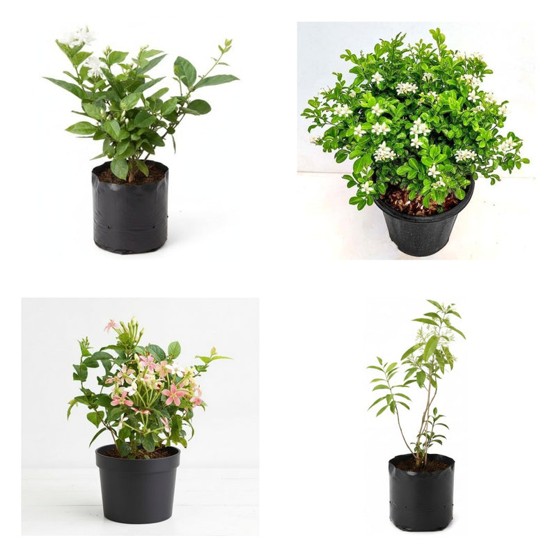 Jasmine Four - Set of 4 Fragrant Jasmine Plants
