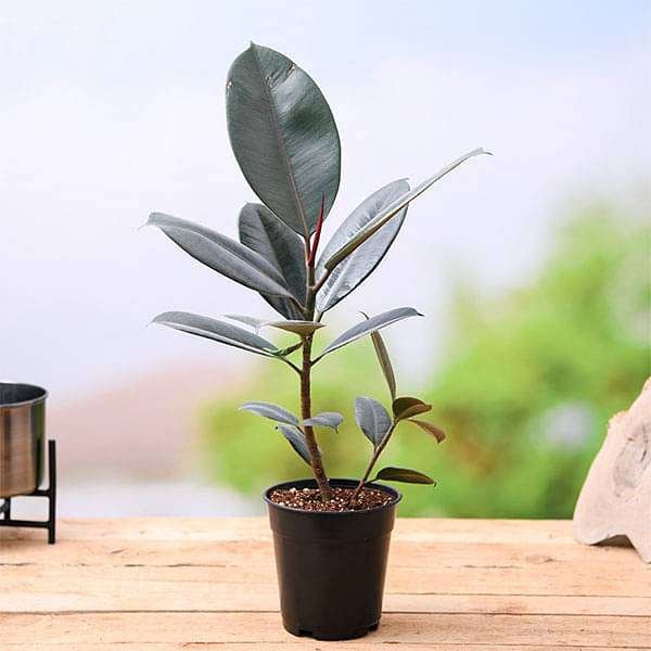 Rubber Plant Burgandy - 5" Pot