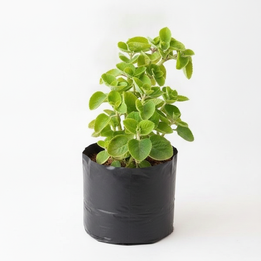 Indian Borage - 6" Grow bag