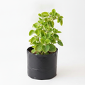 Indian Borage - 10" Grow bag