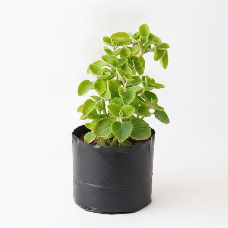 Indian Borage - 10" Grow bag
