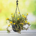 Portulaca Yellow - 8" Hanging basket