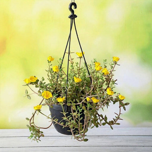 Portulaca Yellow - 8" Hanging basket