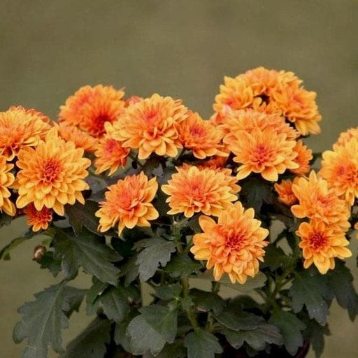 Chrysanthemum Orange - 5" Pot