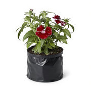 Dianthus Mixed