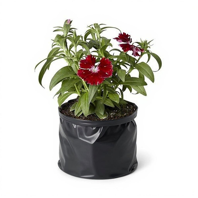 Dianthus Mixed