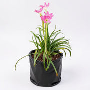 Rain Lily Pink