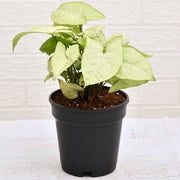 Syngonium Podophyllum White Butterfly white perl - 5" Pot