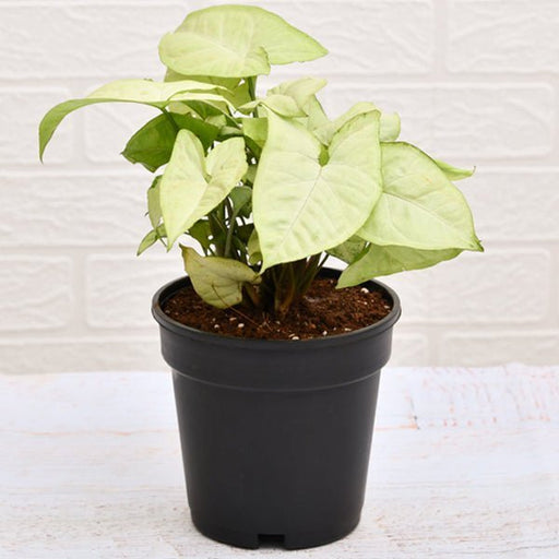 Syngonium Podophyllum White Butterfly white perl - 5" Pot