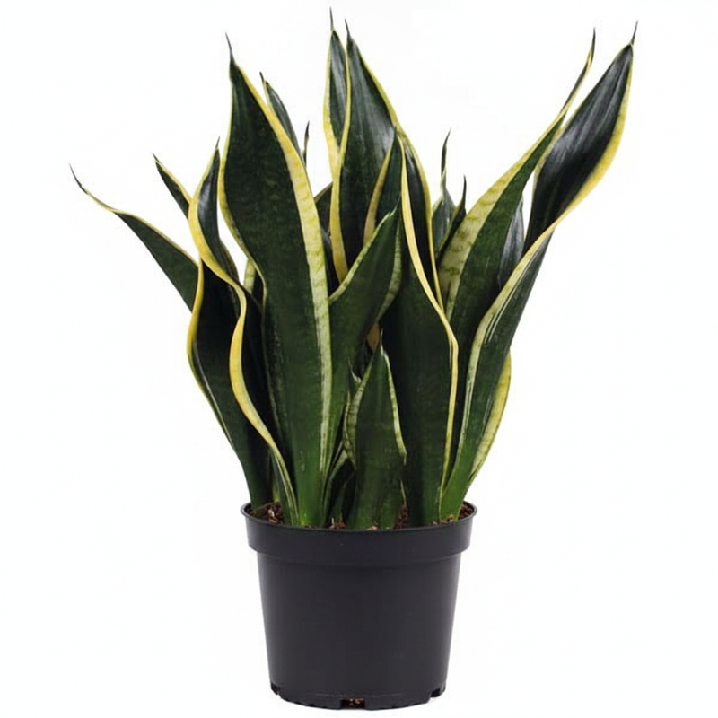 Snake Plant Black Gold - 5" Pot