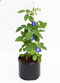 Butterfly Pea Blue - 10" Grow bag