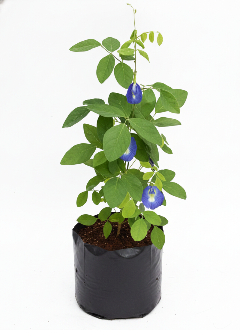 Butterfly Pea Blue - 10" Grow bag