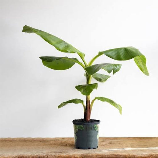 Banana - G9 - 8" Pot
