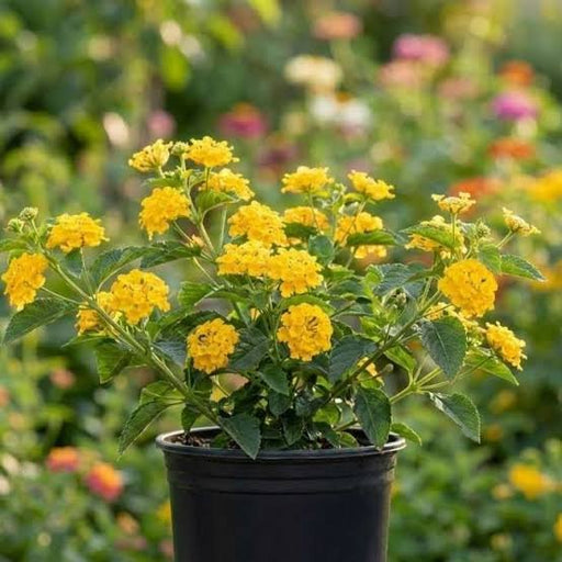 Lantana Yellow - 5" Pot