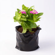 Zinnia Mixed