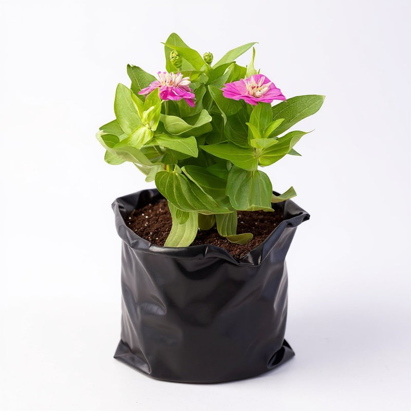 Zinnia Mixed
