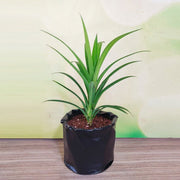 Pandanus amaryllifolius