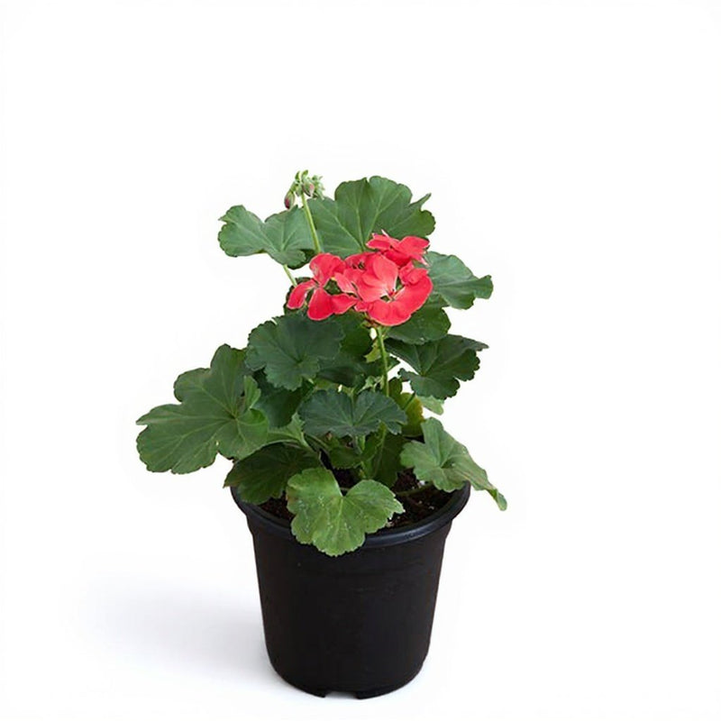 Geranium Ivy Red - 5" Pot