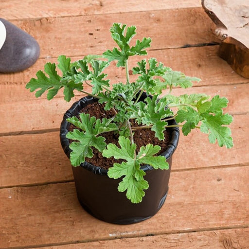Citronella - 6" Grow bag