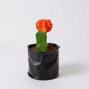 Moon Cactus Maroon