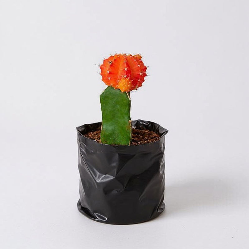 Moon Cactus Maroon