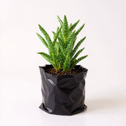 Tiger Tooth Aloe