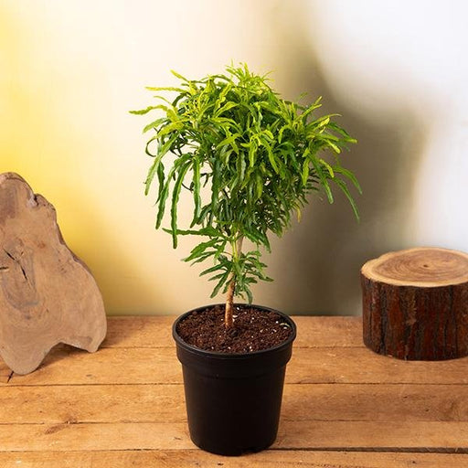 Aralia Golden - 5" Pot