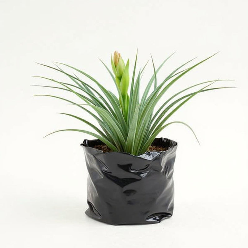 Air Plant, Tillandsia Cotton King