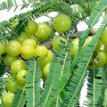 Bhumi Amla - 10" Grow bag