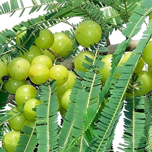 Bhumi Amla - 10" Grow bag