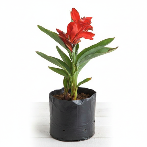 Canna Lily Red - 6" Grow bag