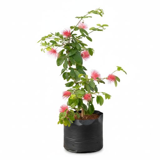 Powder Puff - 10" Grow bag