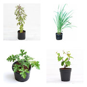 Kitchen Garden Dozen - Set of 12 Kitchen Garden Plants